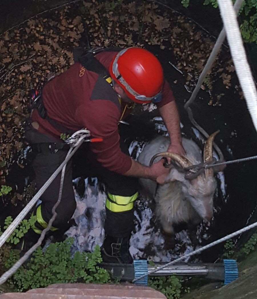 San Leucio del Sannio: vigili del fuoco salvano due capre