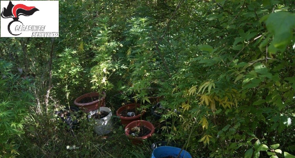 Scoperte 26 piante di marijuana