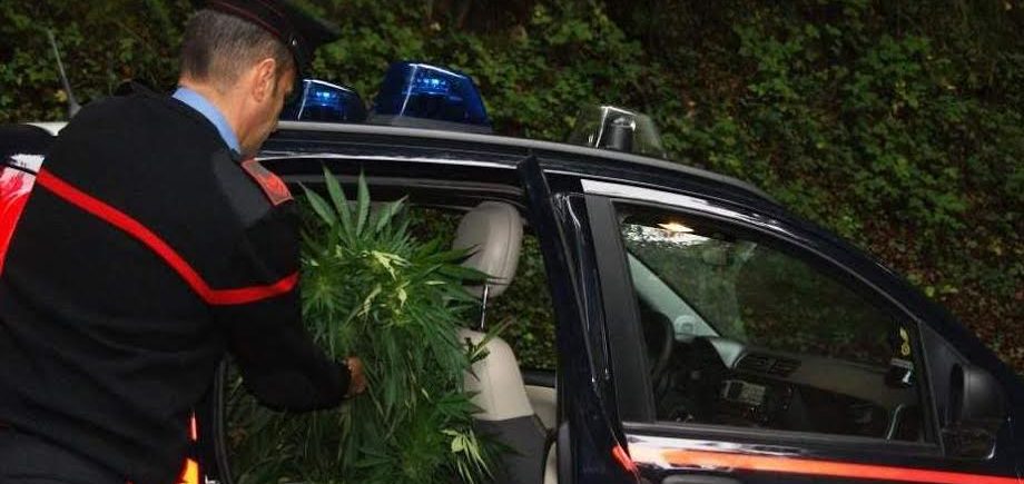 I Carabinieri sequestrano una piantagione di cannabis