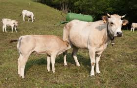 Amatrice| Sisma Centro Italia Coldiretti: arrivano paglia e fieno per animali