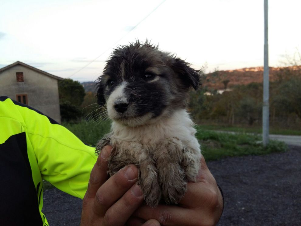 Ceppaloni| Vigili del fuoco salvano cucciolo di cane