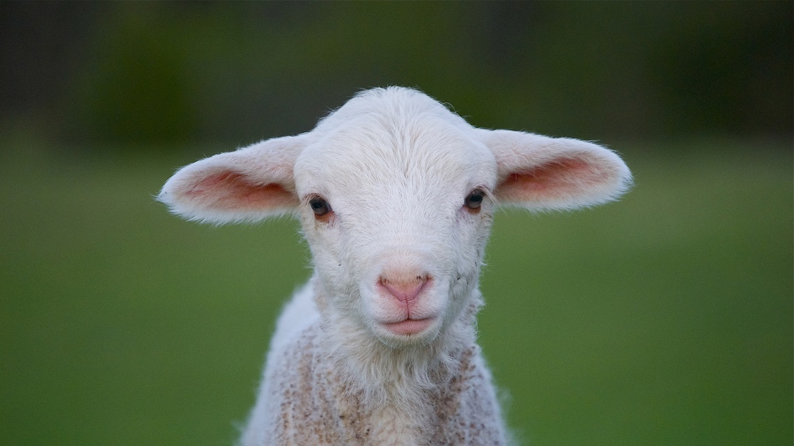 Agnello a Pasqua:Favorevoli o contrari?