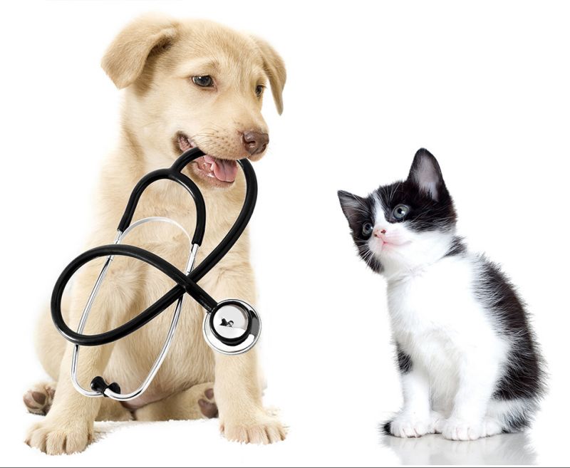 “La medicina veterinaria: innanzitutto i Lea” convegno il 9 marzo