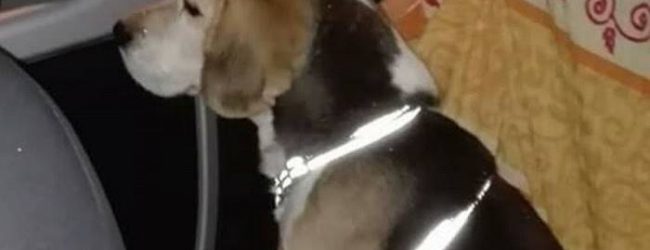 Sant Angelo a Cupolo| Cane scomparso ,l’SOS dei proprietari