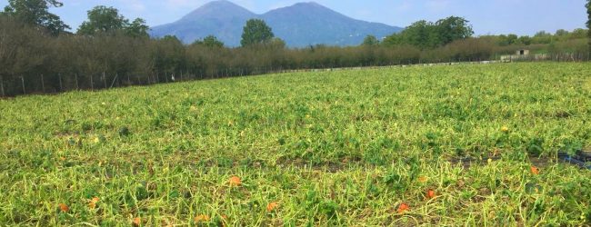 Infortuni, Coldiretti: il maggior calo è in agricoltura