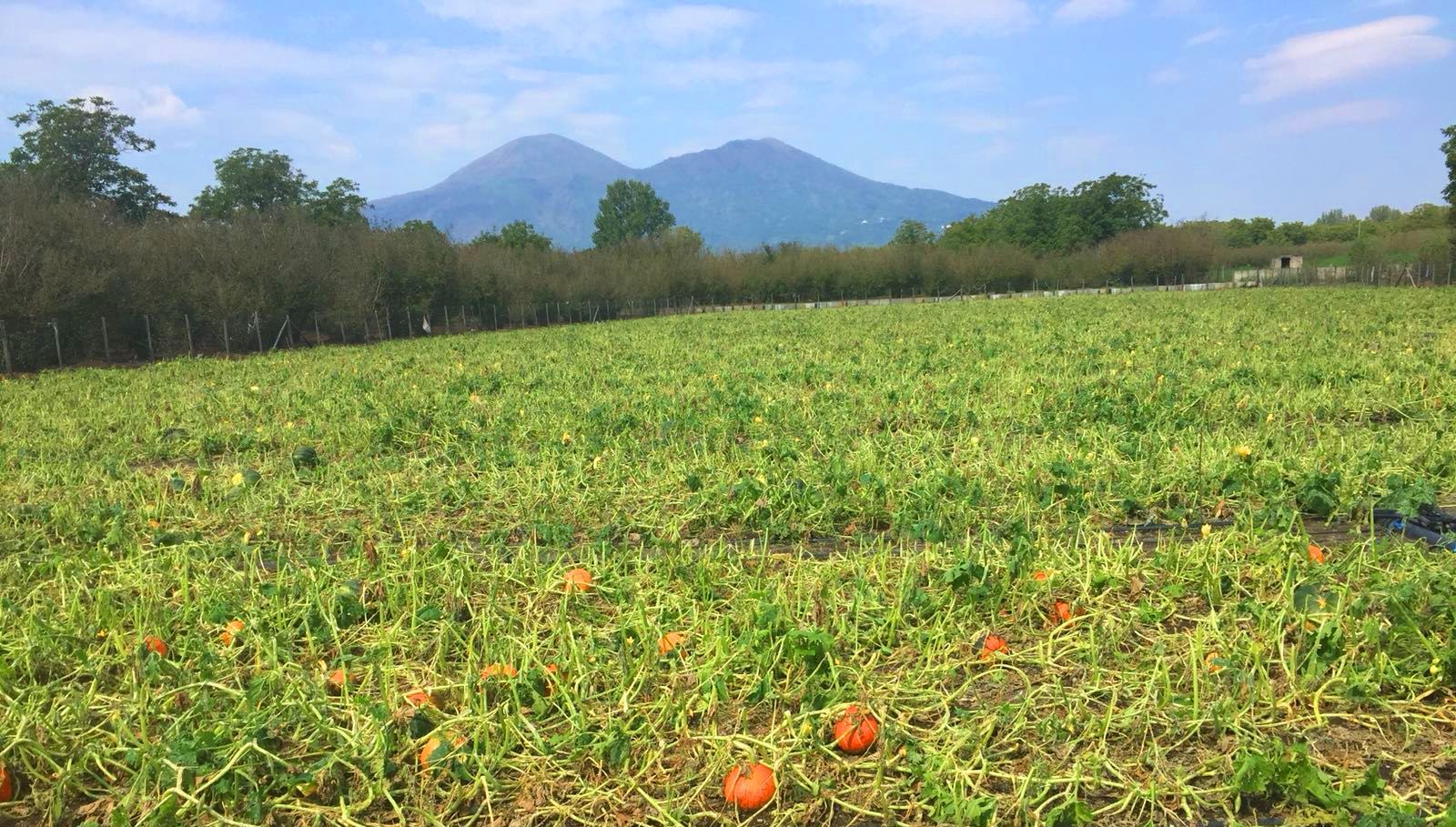 Infortuni, Coldiretti: il maggior calo è in agricoltura