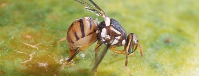 Trovata”mosca orientale della frutta” in due Aziende campane