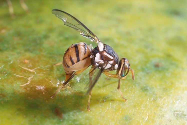 Trovata”mosca orientale della frutta” in due Aziende campane