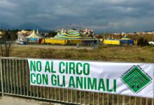 Benevento| “No al circo con gli animali”, lo striscione di protesta di Casapound