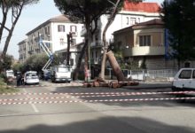 Benevento| Alberi tagliati sul viale degli Atlantici, la rabbia dei cittadini