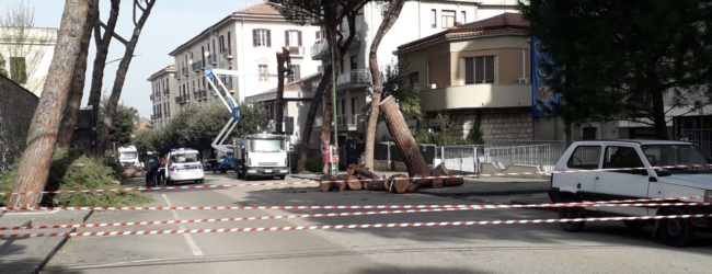 Benevento| Alberi tagliati sul viale degli Atlantici, la rabbia dei cittadini