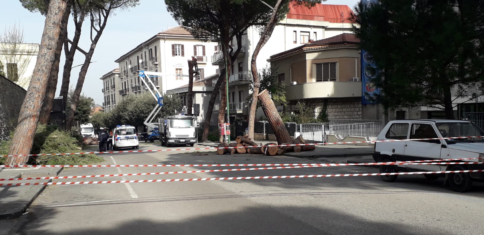 Benevento| Alberi tagliati sul viale degli Atlantici, la rabbia dei cittadini