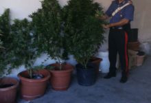 Pontelandolfo| Carabinieri denunciano madre e figlio per coltivazione illecita di cannabis