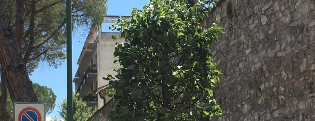 Benevento| Tigli lungo Viale Atlantici, il Comitato di quartiere Cappuccini plaude l’iniziativa del Comune