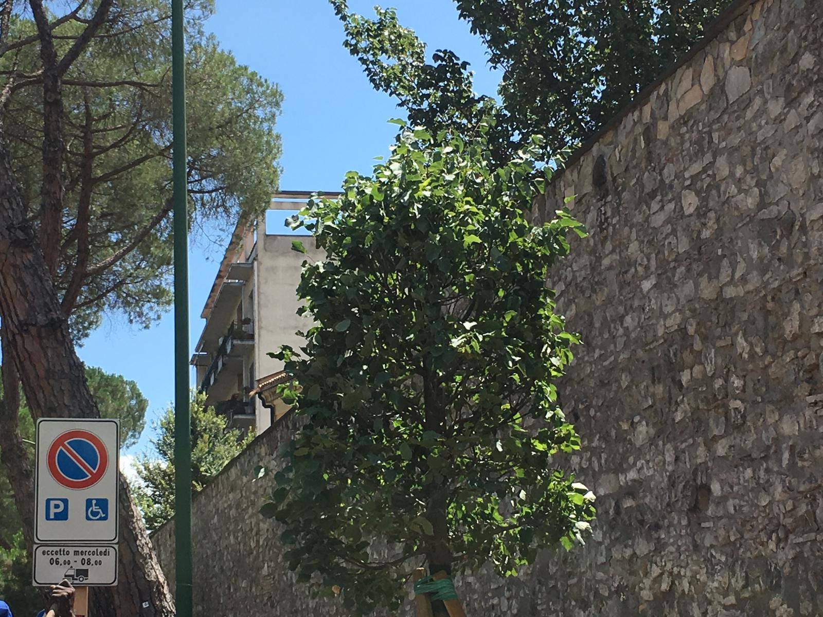 Benevento| Tigli lungo Viale Atlantici, il Comitato di quartiere Cappuccini plaude l’iniziativa del Comune