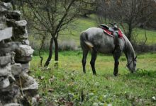 Benevento| Al via l’evento “Cavalcando la Francigena”,