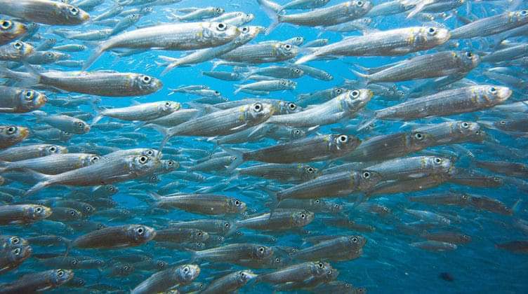 Sardine beneventane, il 1 Dicembre riunione in piazza Federico Torre