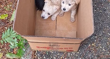 Benevento| Cuccioli di cane abbandonati, l’assessore Orlando: “Fiducia nei beneventani ma combatterò chi calpesta la dignità di un animale”