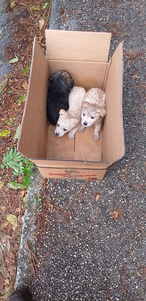 Benevento| Cuccioli di cane abbandonati, l’assessore Orlando: “Fiducia nei beneventani ma combatterò chi calpesta la dignità di un animale”