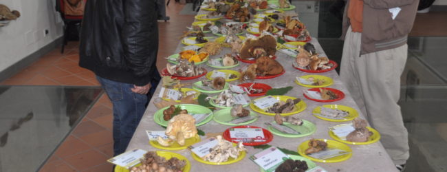 Benevento| “Buoni da morire”, alla Rocca dei Rettori al via la tre giorni dedicata ai funghi