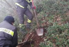 Solopaca| Vigili del fuoco mettono in salvo due cagnolini/VIDEO E FOTO