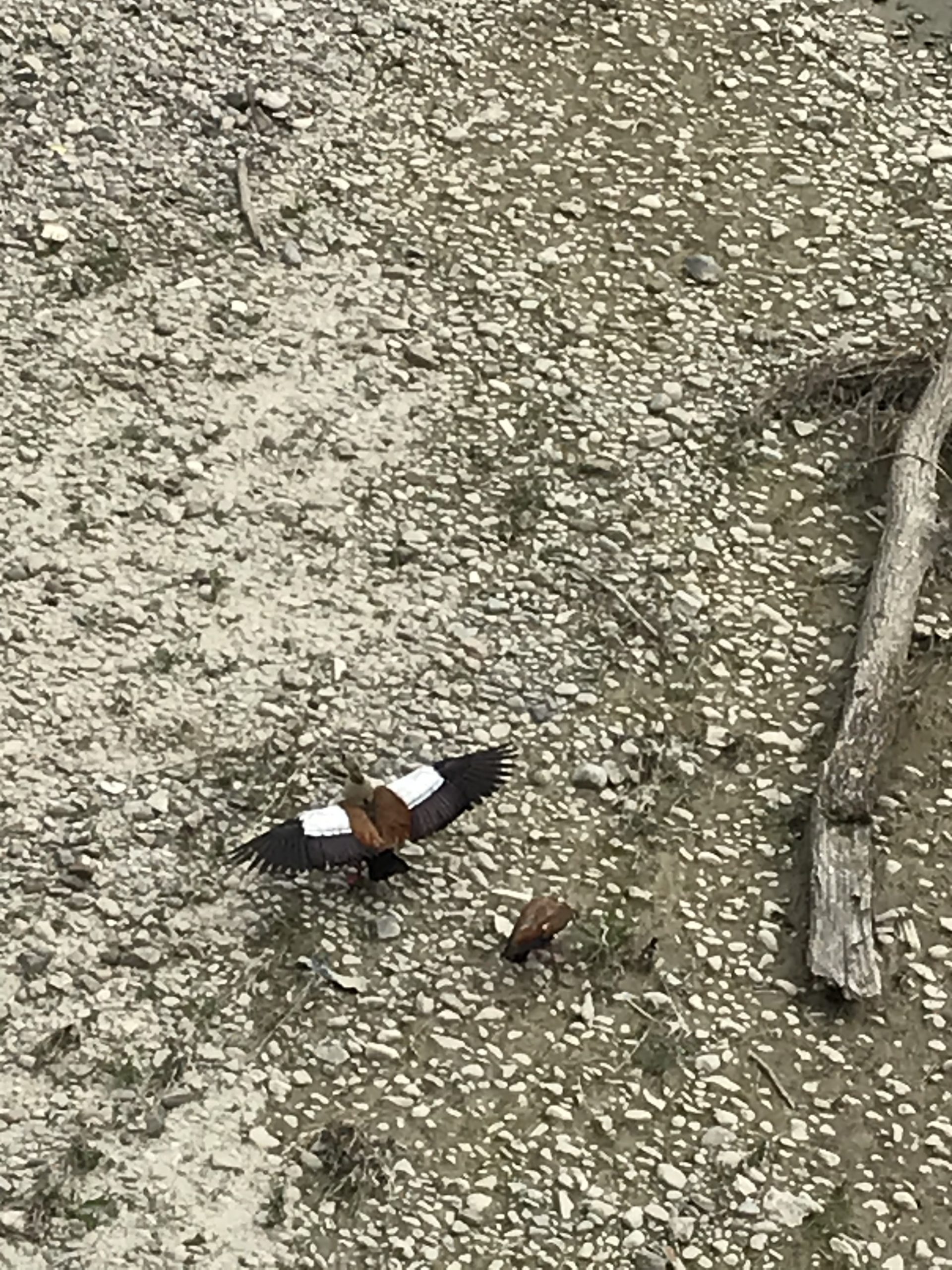 Oche del Nilo nel Calore, spettacolo naturalistico a Benevento