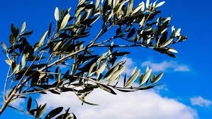 Domenica delle Palme, ad Apollosa volontari consegneranno Palme Benedette “a domicilio”