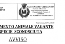 Torrecuso| Avvistato felino di grossa taglia, il Comune avvisa i cittadini