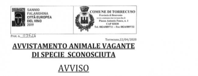 Torrecuso| Avvistato felino di grossa taglia, il Comune avvisa i cittadini