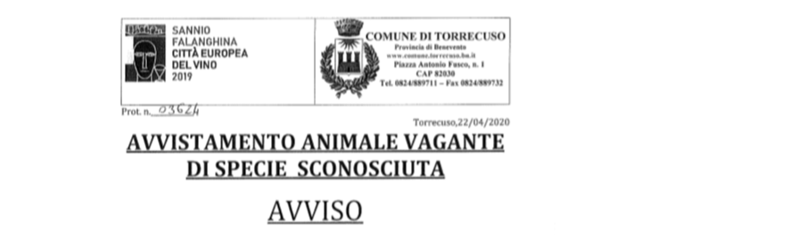 Torrecuso| Avvistato felino di grossa taglia, il Comune avvisa i cittadini