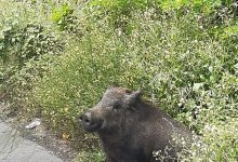 Benevento| Cinghiale sull’Appia morto d’infarto