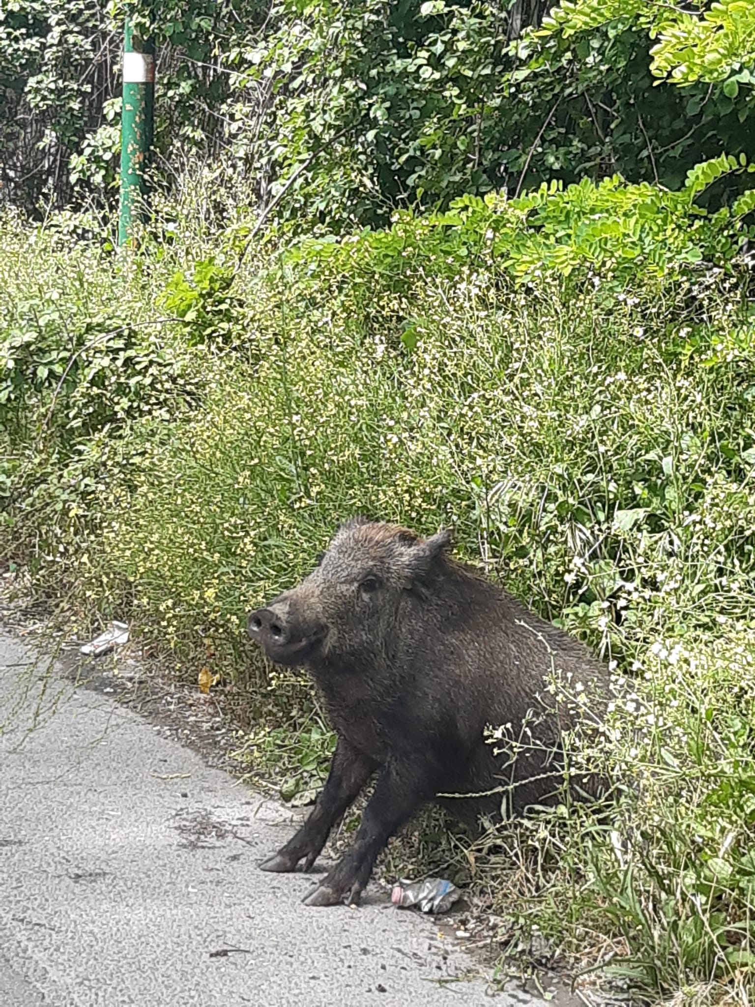 Benevento| Ritrovato cinghiale ferito: investito o altro?