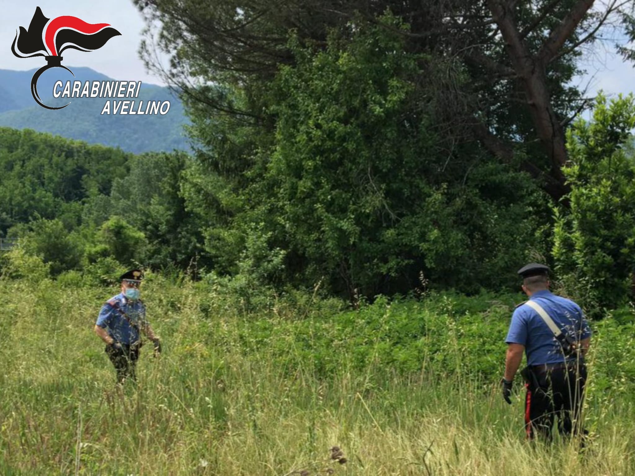 Continuano le segnalazioni sulla presenza di una pantera: avvistata a Summonte