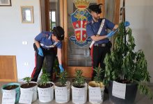 Baselice| Coltiva piante marijuana, denunciato un 57enne