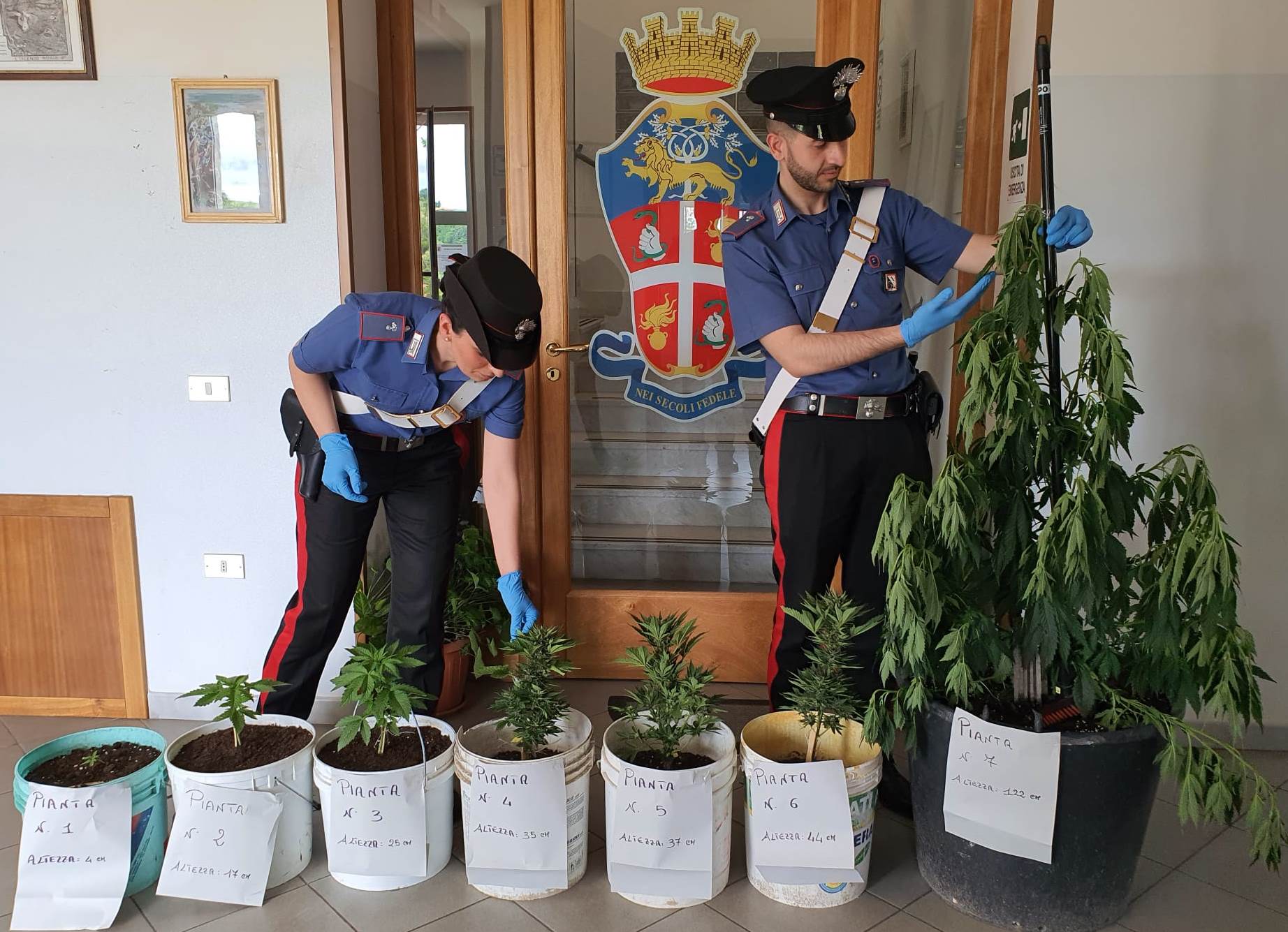 Baselice| Coltiva piante marijuana, denunciato un 57enne