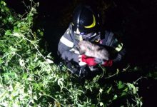 Benevento| Cuccioli abbandonati salvati dai Vigili del Fuoco