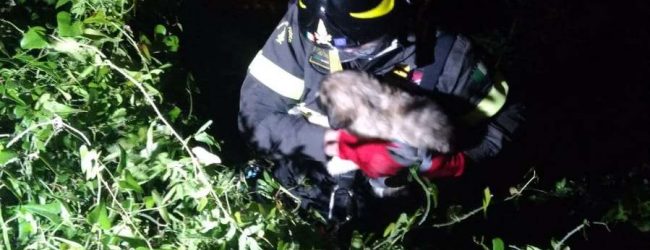 Benevento| Cuccioli abbandonati salvati dai Vigili del Fuoco