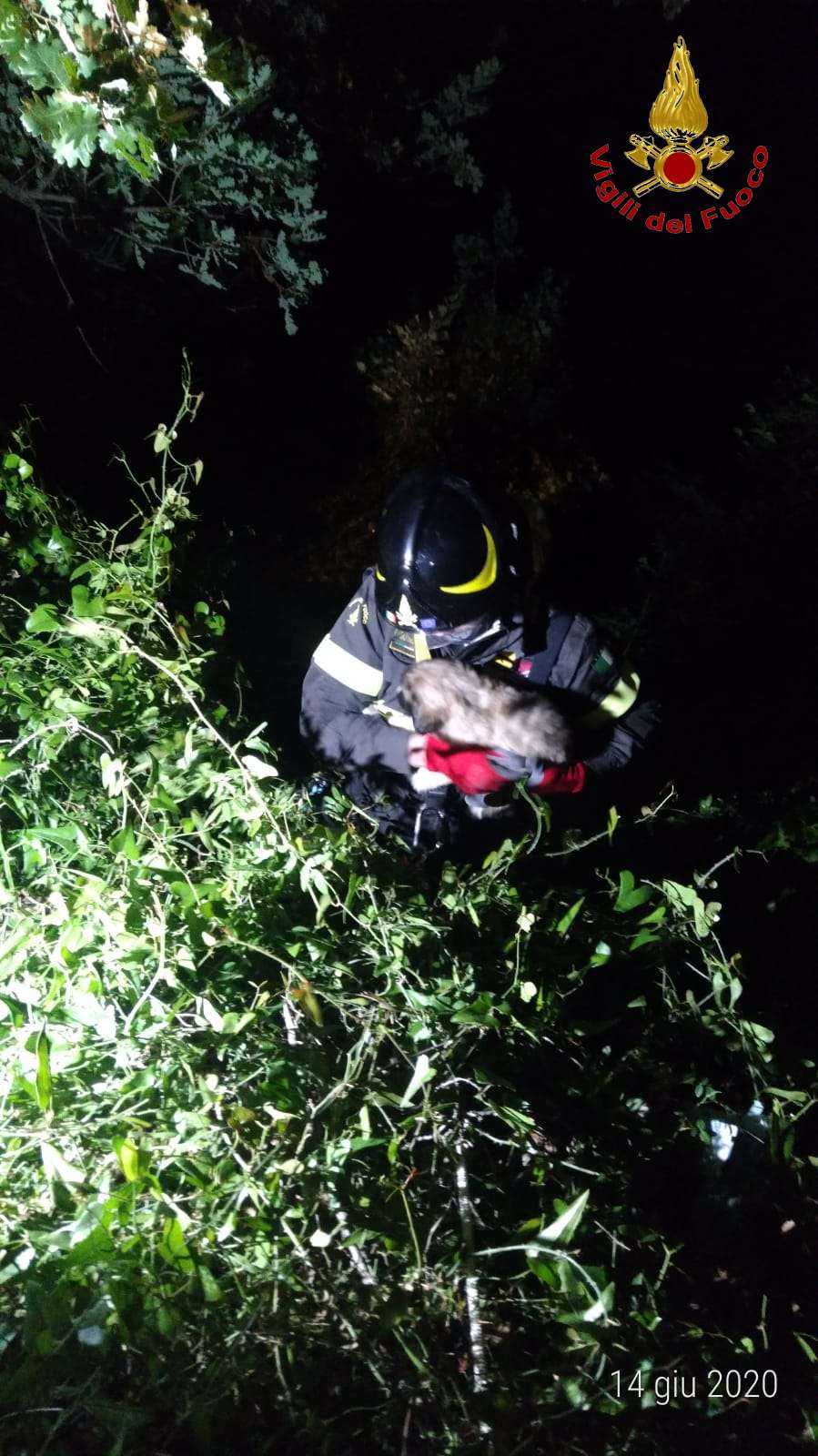 Benevento| Cuccioli abbandonati salvati dai Vigili del Fuoco