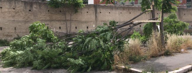 Maltempo, cadono alberi in citta’ e provincia