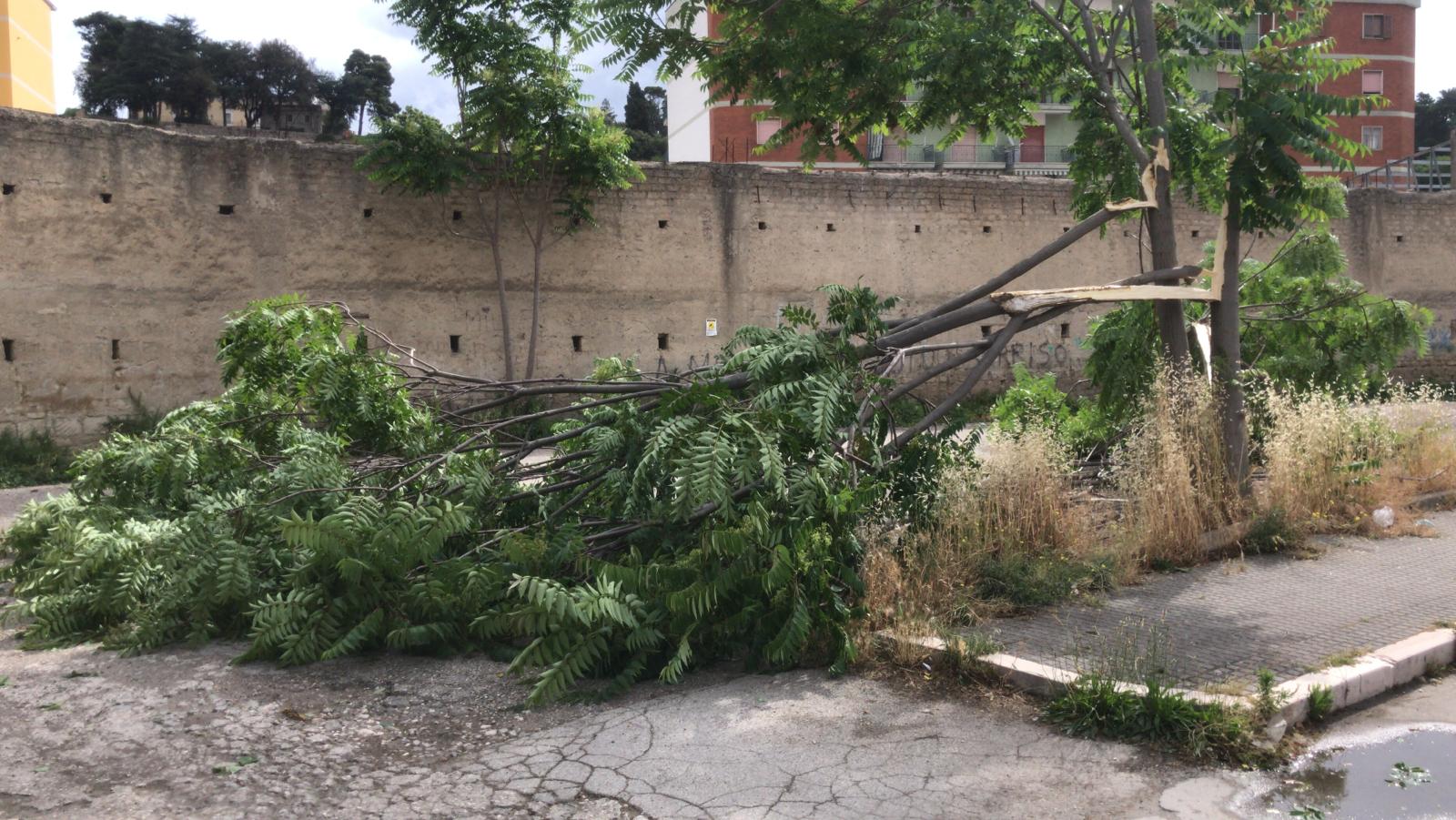 Maltempo, cadono alberi in citta’ e provincia