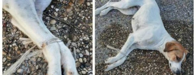 Benevento| Cagnolina gettata al cimitero con le zampine legate. Vergognatevi!