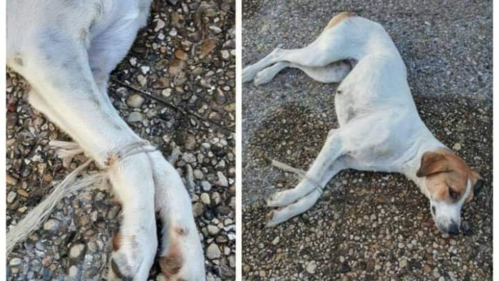 Benevento| Cagnolina gettata al cimitero con le zampine legate. Vergognatevi!