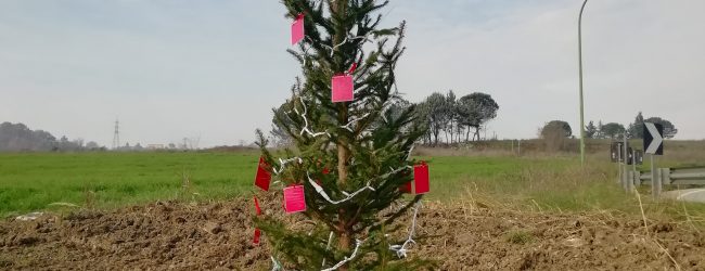 Benevento| L’albero della speranza a Contrada Pantano