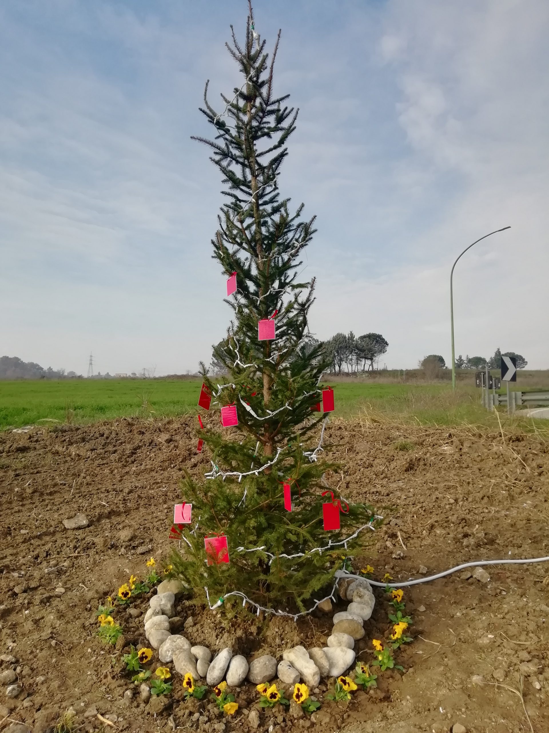 Benevento| L’albero della speranza a Contrada Pantano