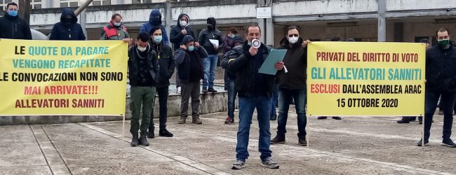 Benevento| Allevatori Sanniti in protesta: convocare subito assemblea Arac con noi soci