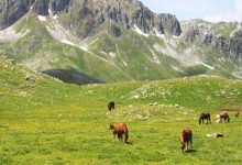 Furto di faggi e legna nel Parco Regionale del Matese, divieto di dimora per 3 persone