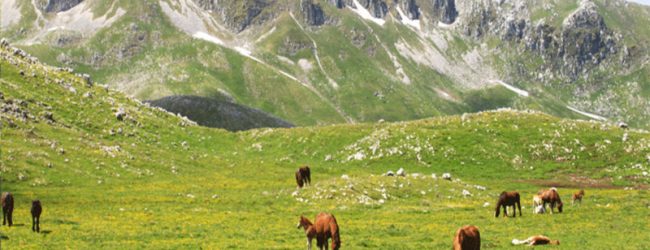 Furto di faggi e legna nel Parco Regionale del Matese, divieto di dimora per 3 persone