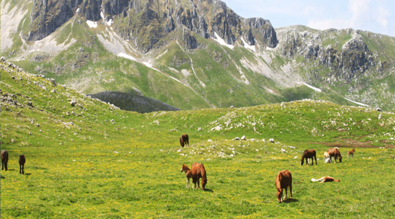 Furto di faggi e legna nel Parco Regionale del Matese, divieto di dimora per 3 persone