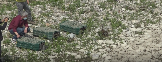 Viva la liberta’, il fiume Sabato nuovo habitat dei Germani Reali