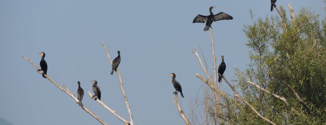 Festa delle Oasi e Riserve LIPU: a Benevento riflettori puntati sulla penisola fluviale di Cellarulo